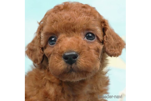 成約済の千葉県のトイプードル-225156